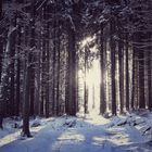 Winterwald