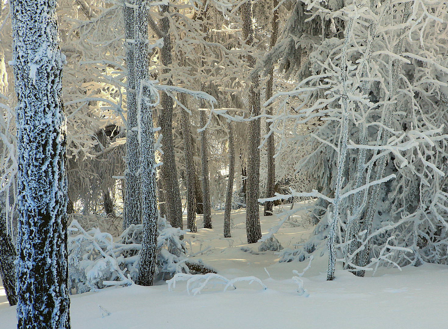 Winterwald