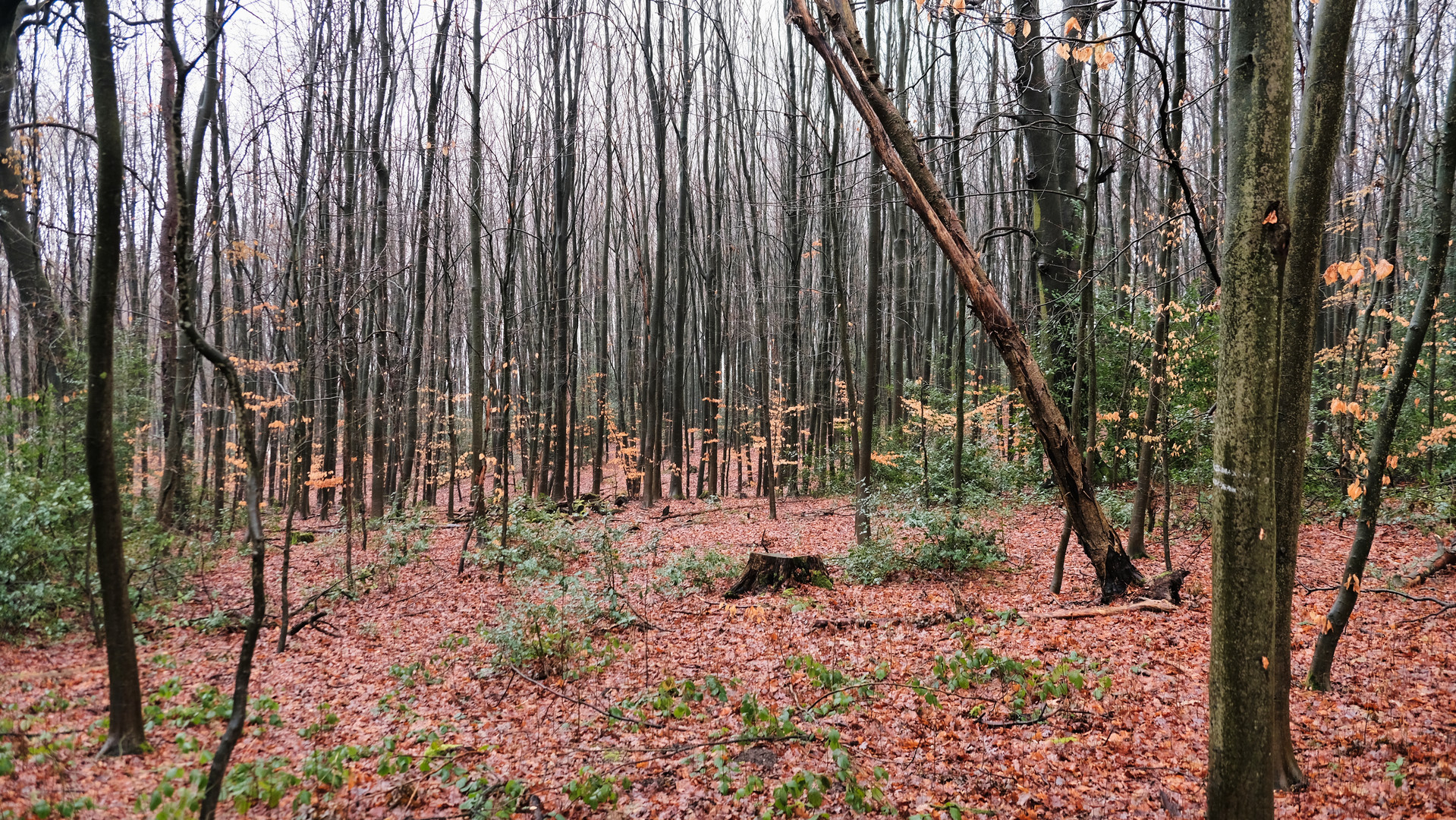 Winterwald Bäume Blätter Boden