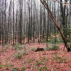 Winterwald Bäume Blätter Boden