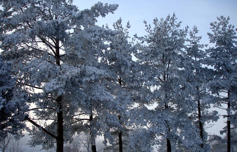 Winterwald