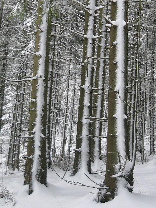 Winterwald