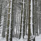 Winterwald