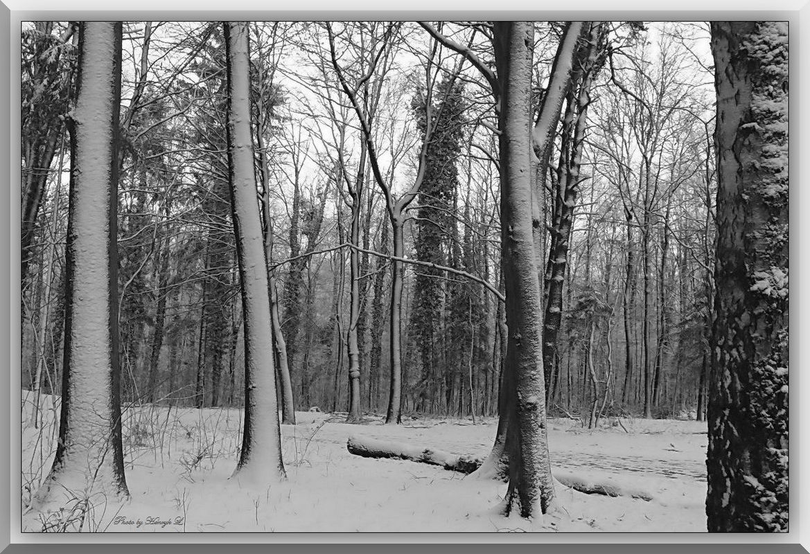 Winterwald