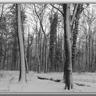 Winterwald