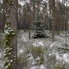 Winterwald