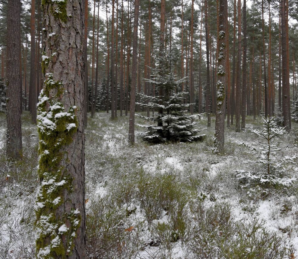 Winterwald