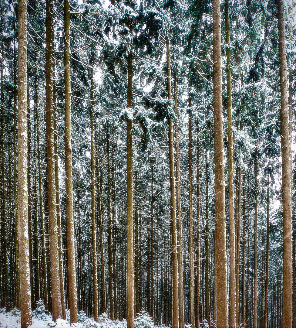 Winterwald