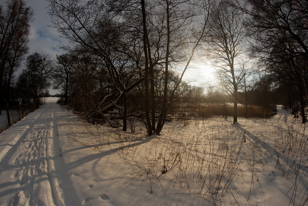 Winterwald bei Bad Düben