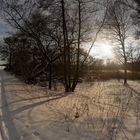 Winterwald bei Bad Düben