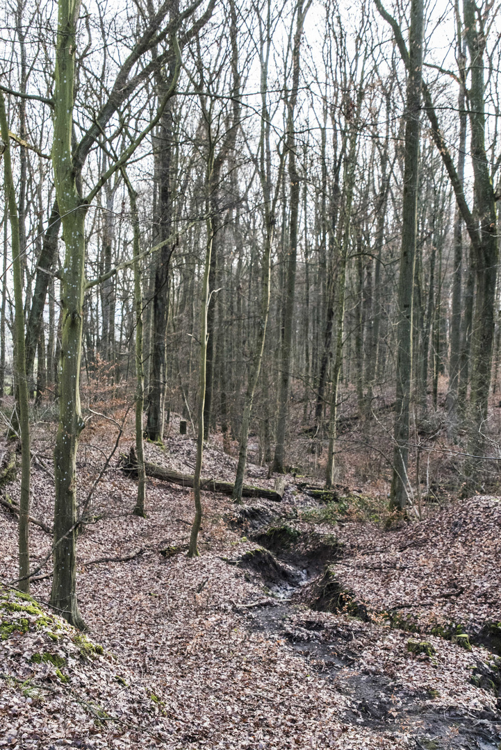 Winterwald bei Heilbronn