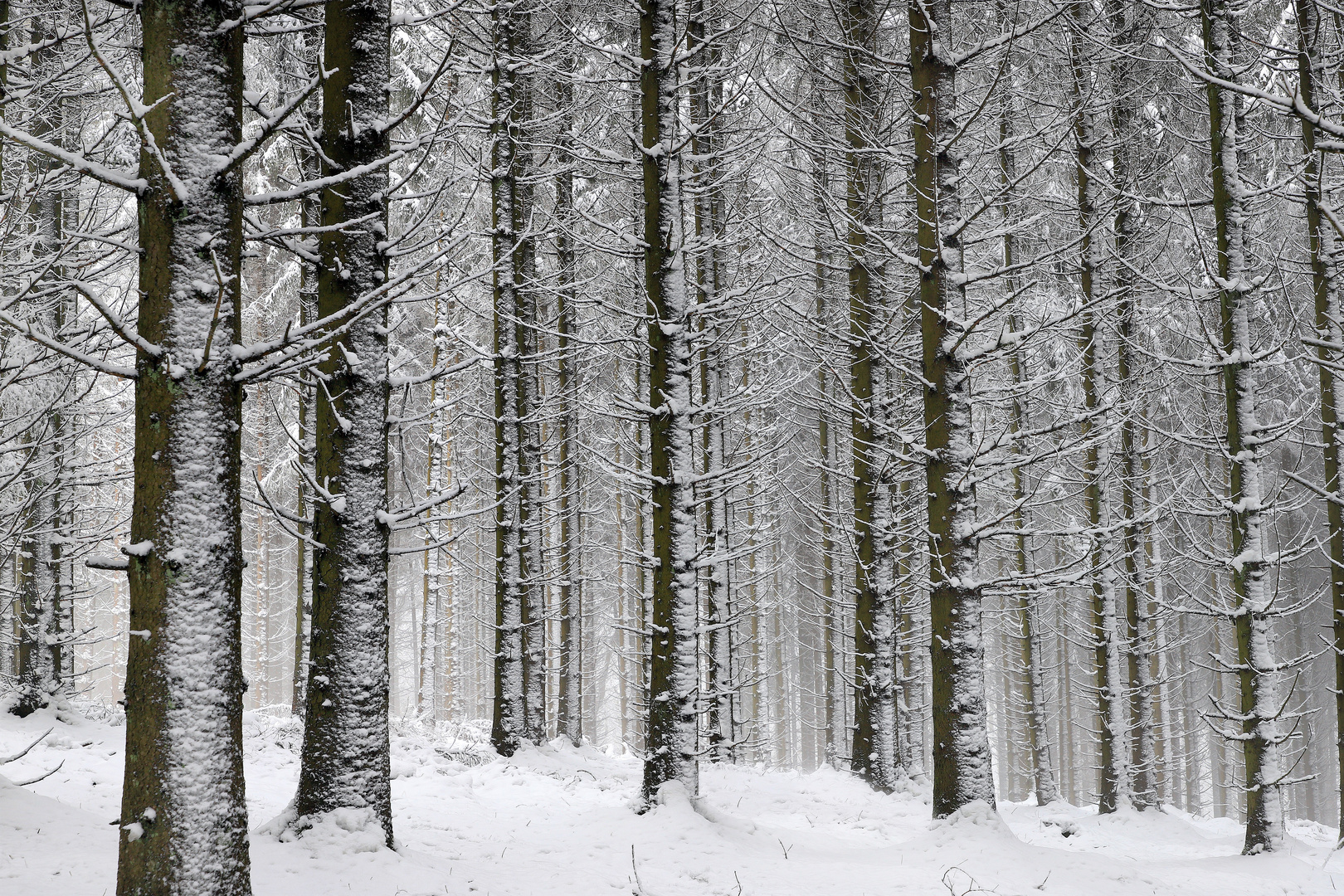 Winterwald bei Kuckuck in der Homert im Januar 2021