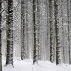 Winterwald bei Kuckuck in der Homert im Januar 2021