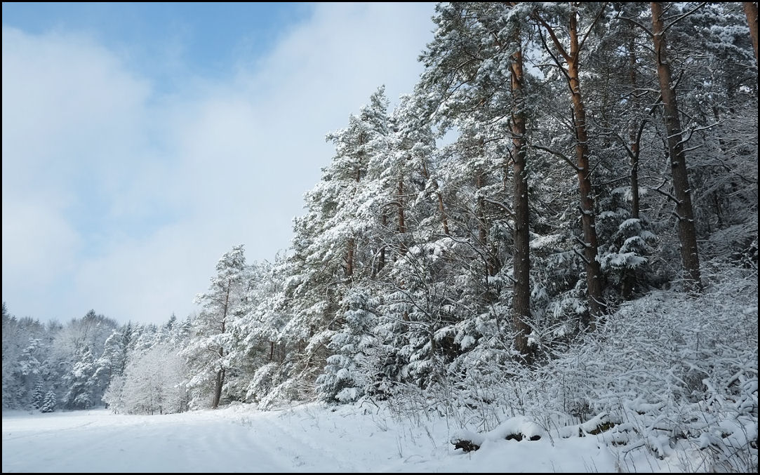 Winterwald bei Lichtenegg.