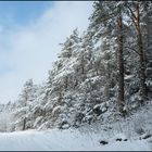 Winterwald bei Lichtenegg.