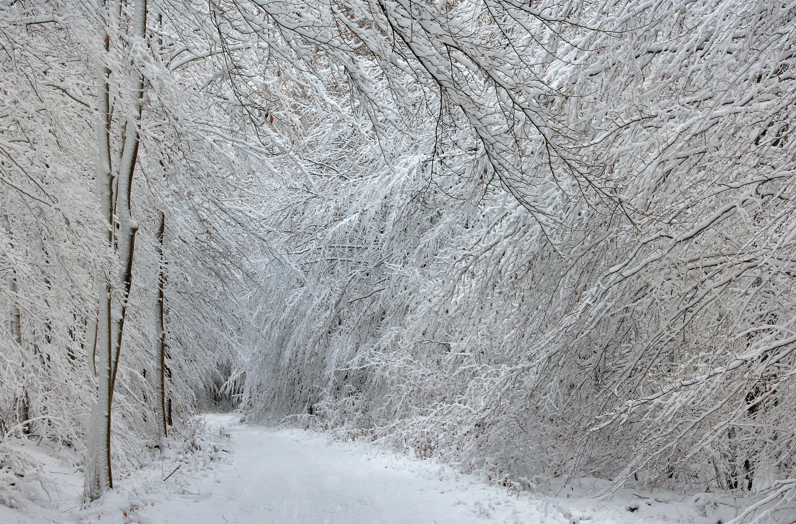 Winterwald bei Neuhaus, im Naturpark Arnsberger Wald