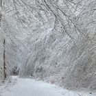 Winterwald bei Neuhaus, im Naturpark Arnsberger Wald