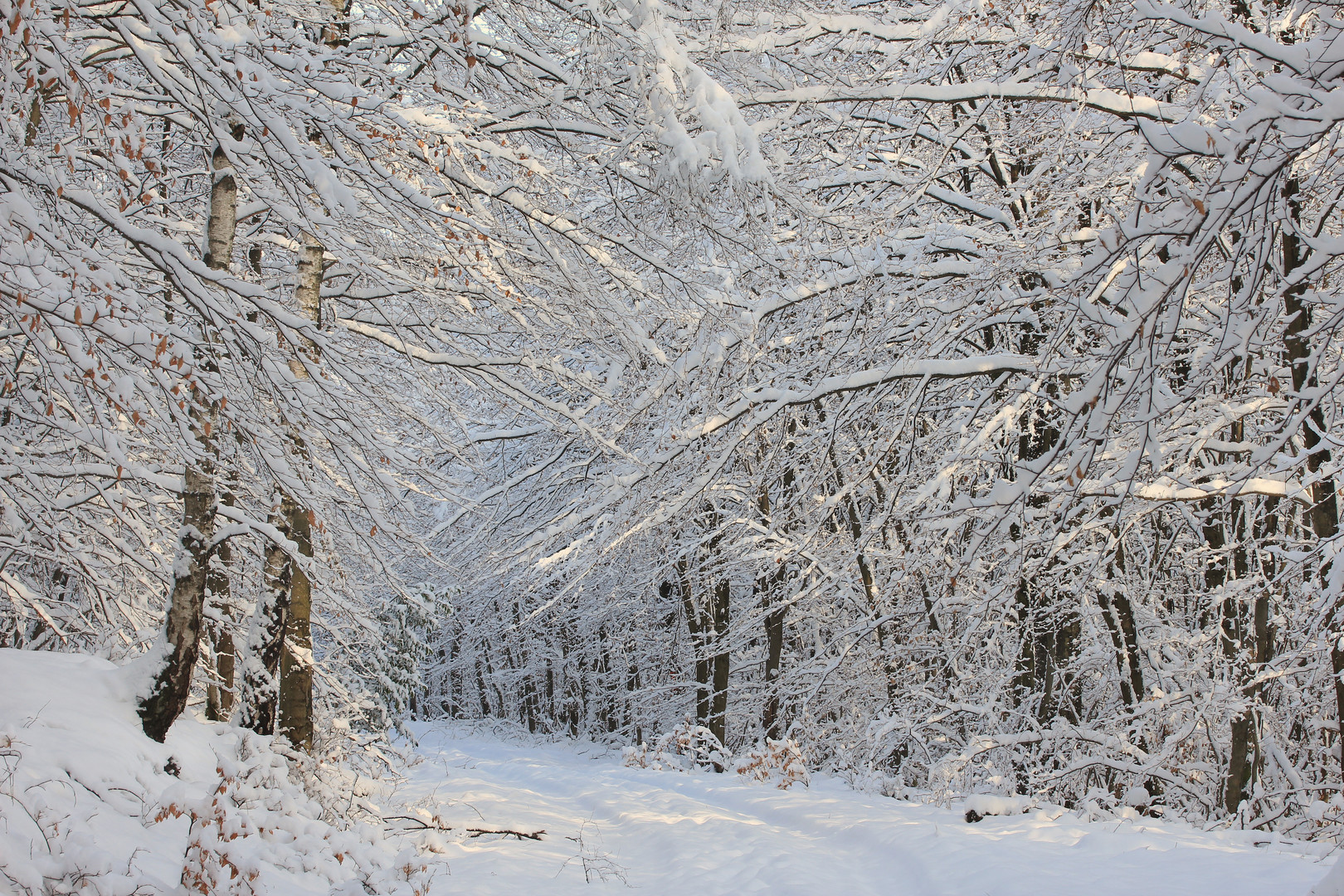 Winterwald bei Neuhaus, im Naturpark Arnsberger Wald