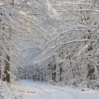 Winterwald bei Neuhaus, im Naturpark Arnsberger Wald