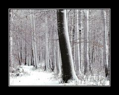 Winterwald bei Schleiz