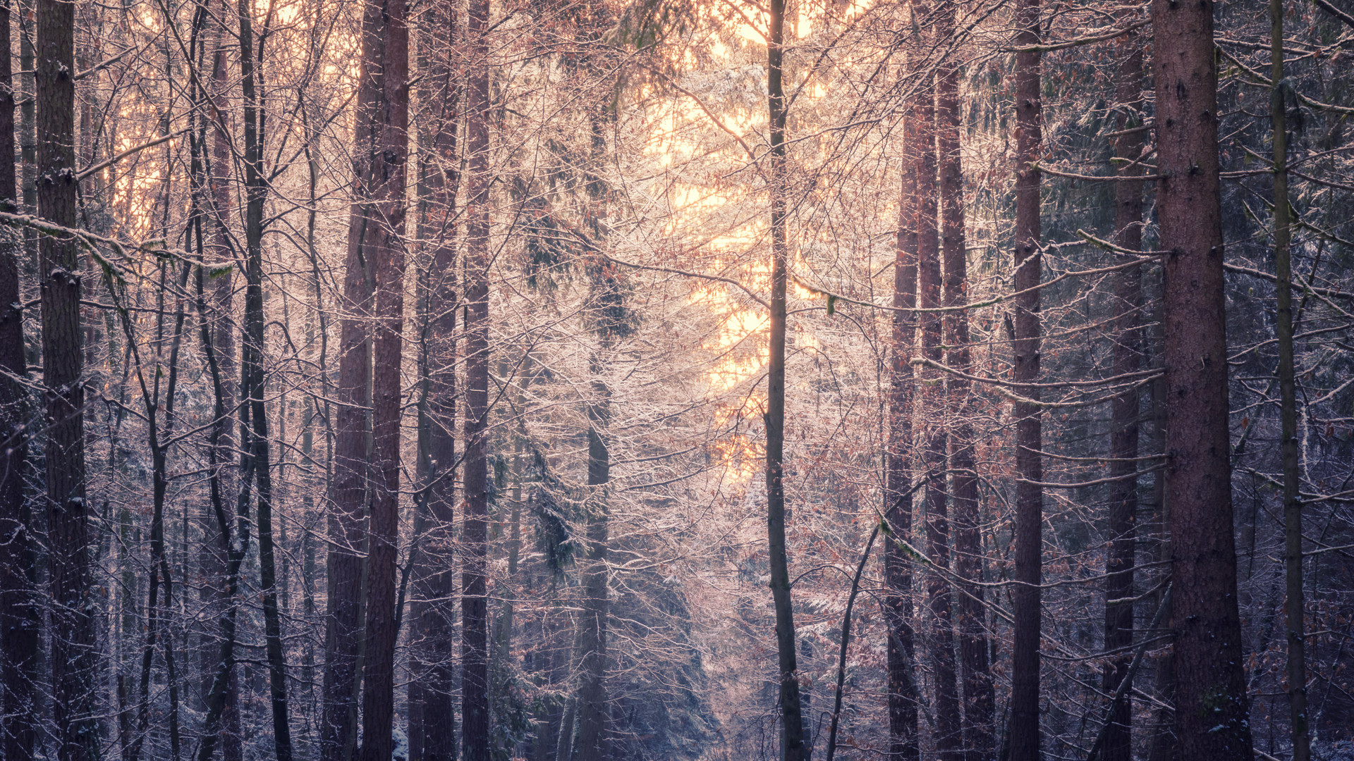 Winterwald bei Sonnenaufgang