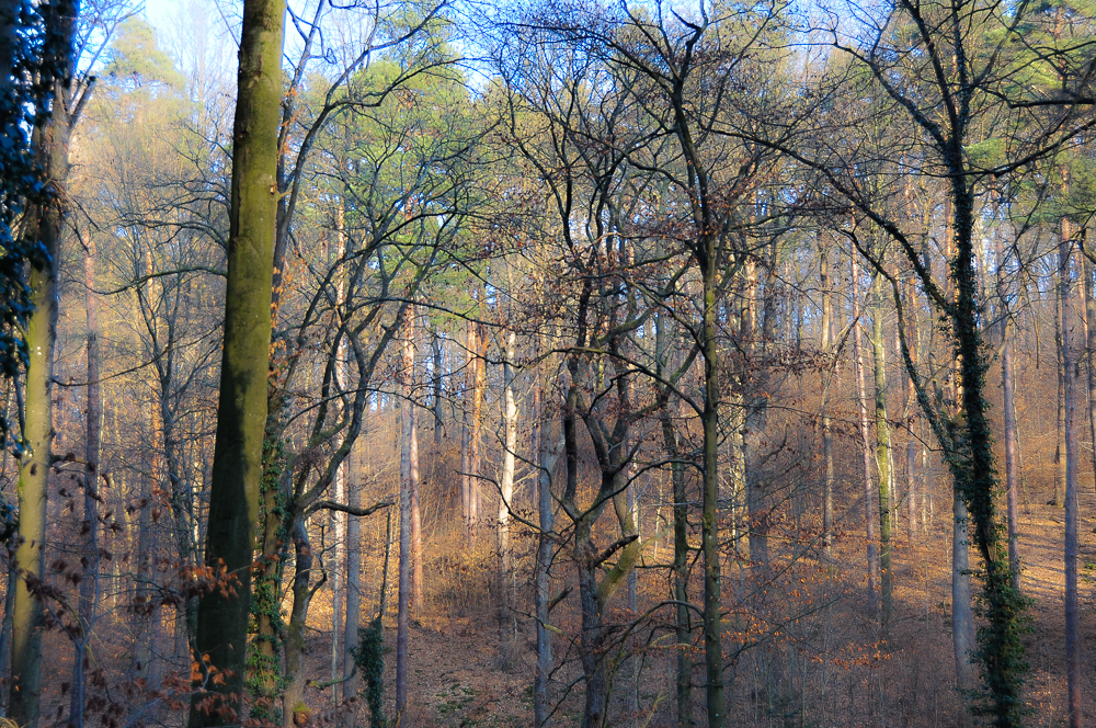 Winterwald bei tiefstehender Sonne