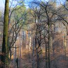 Winterwald bei tiefstehender Sonne