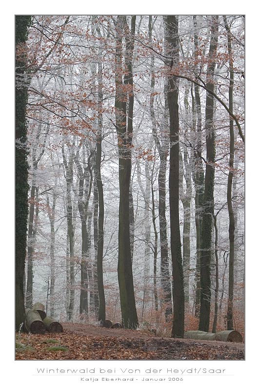 Winterwald bei Von der Heydt/Saar