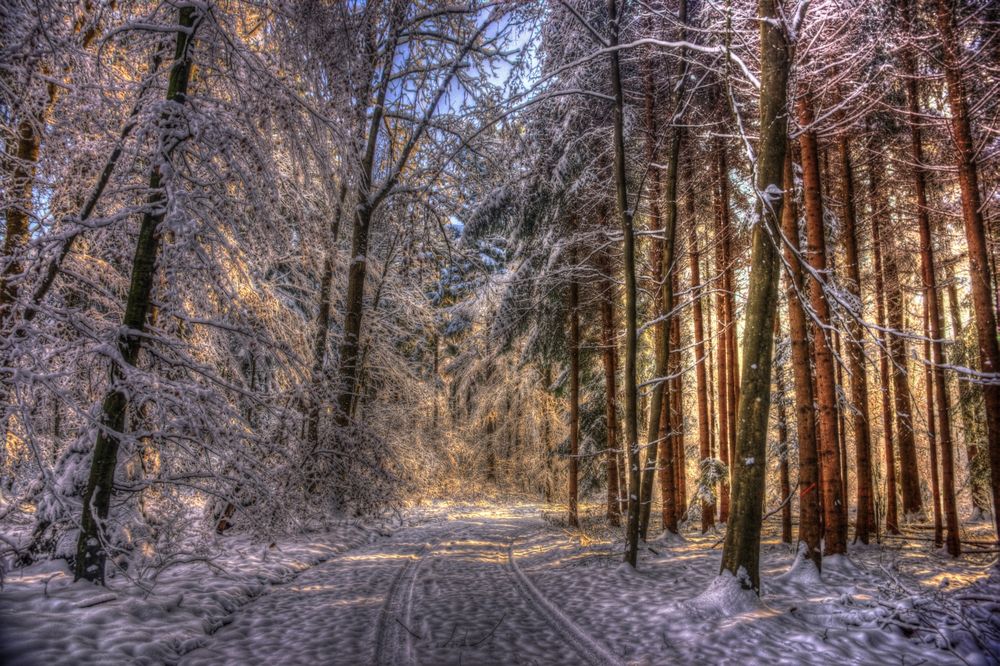 Winterwald bei Winterthur von Karin Sturzenegger 