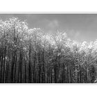 Winterwald