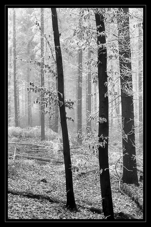 winterwald bw