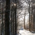 Winterwald