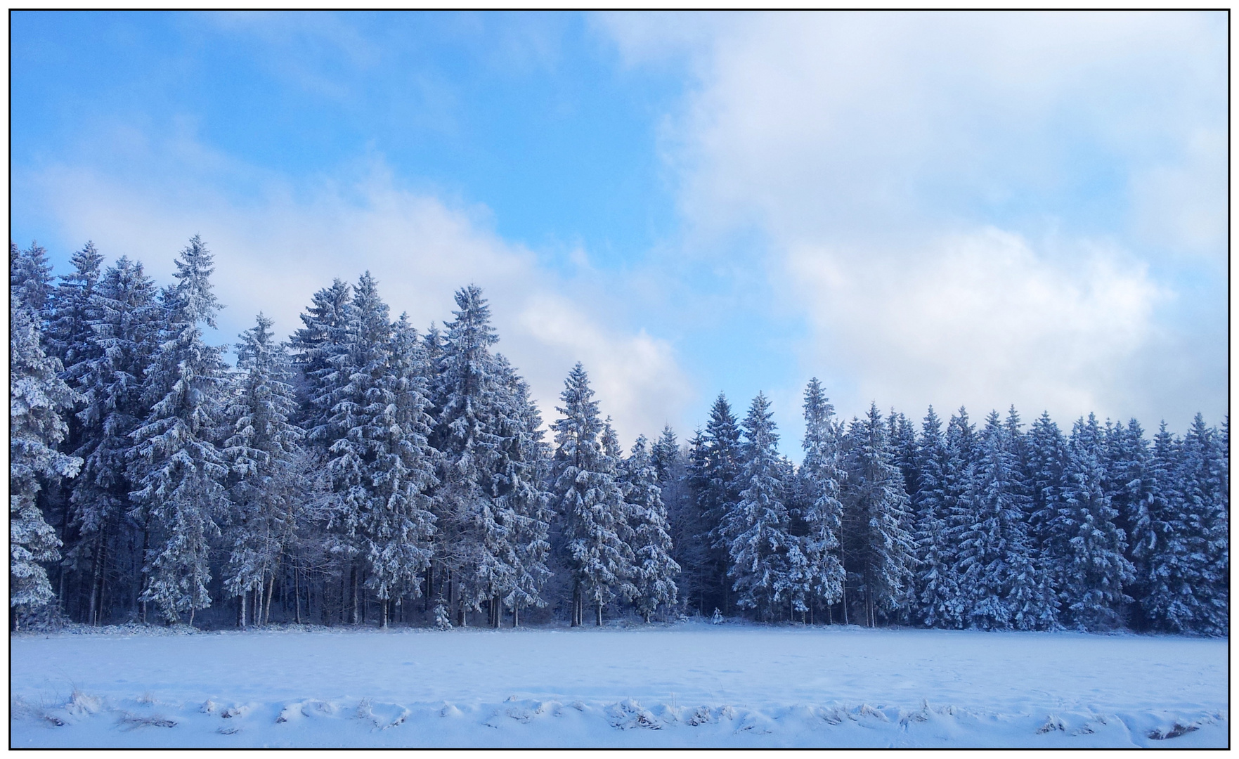 Winterwald