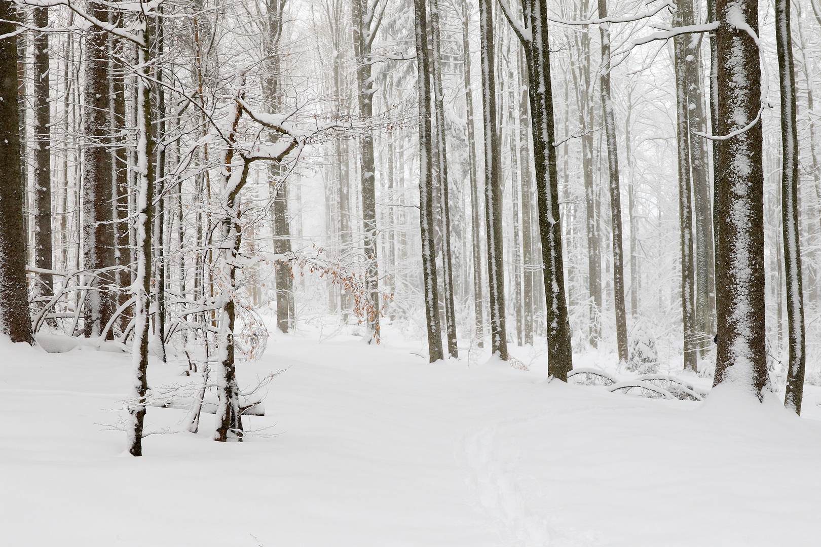 Winterwald