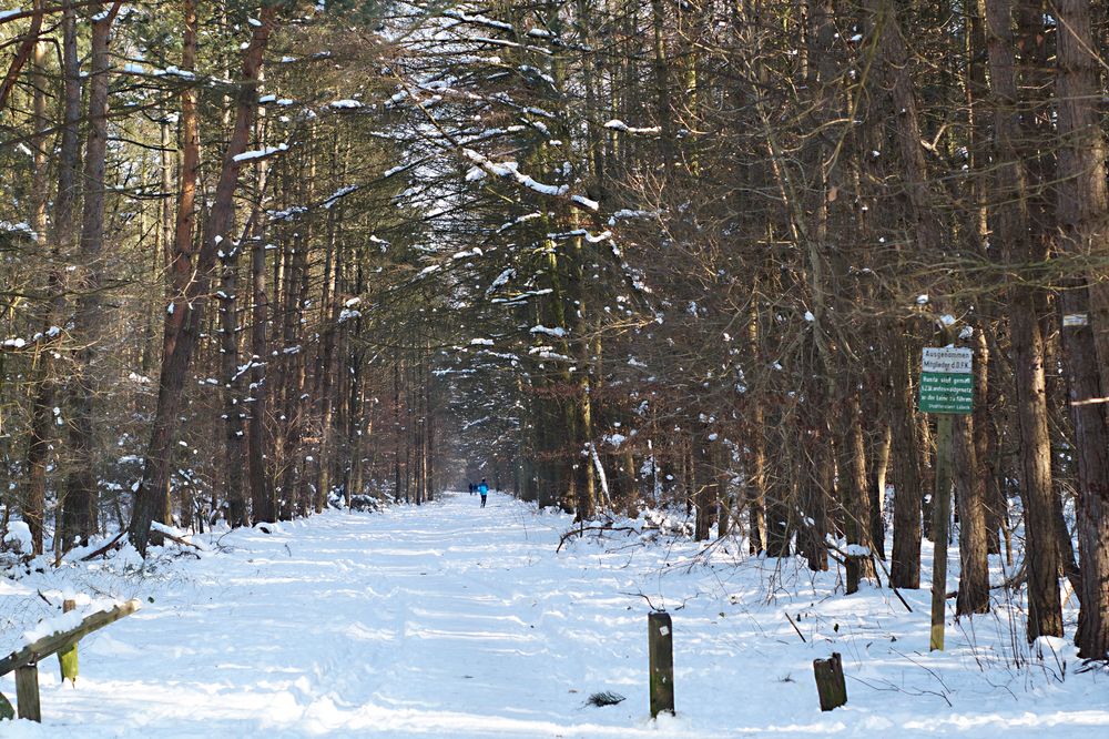 Winterwald