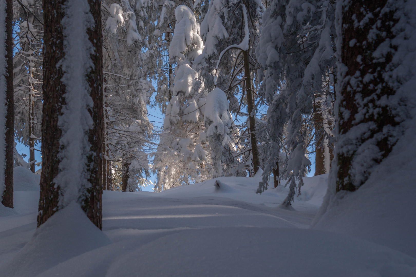 Winterwald.. Foto & Bild jahreszeiten, winter, natur Bilder auf