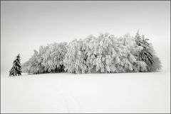 Winterwald