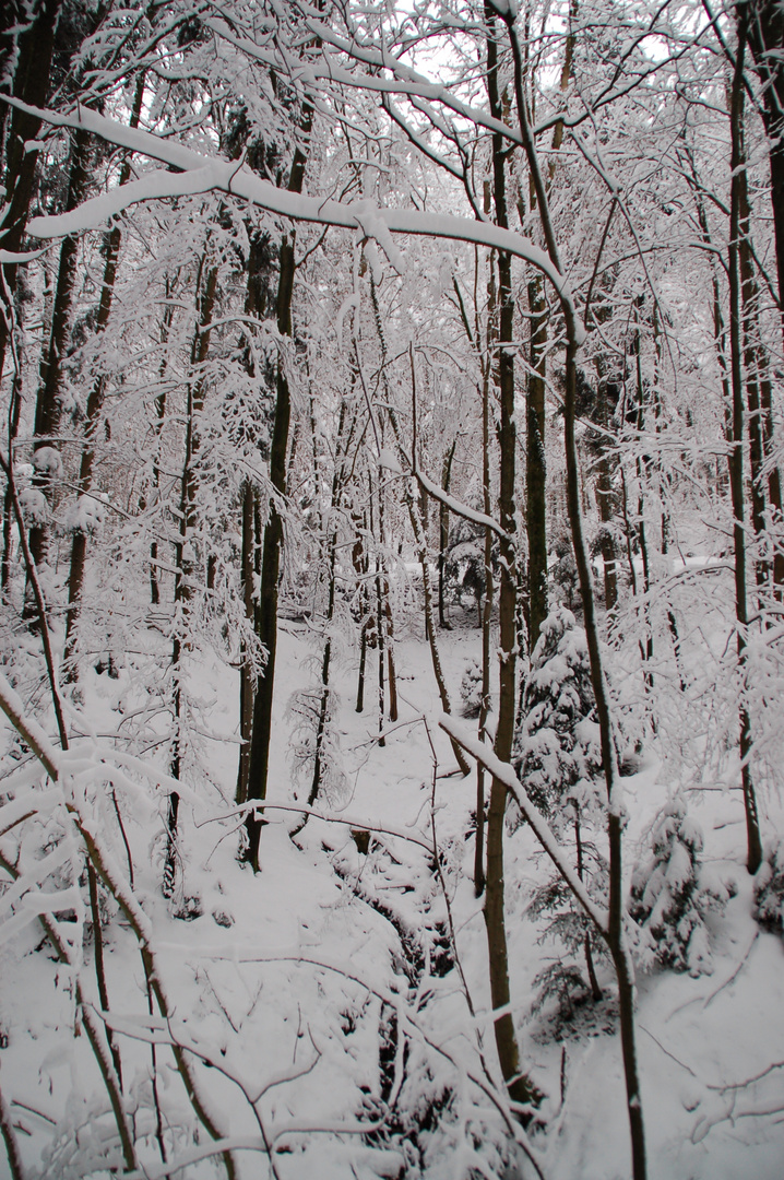 Winterwald