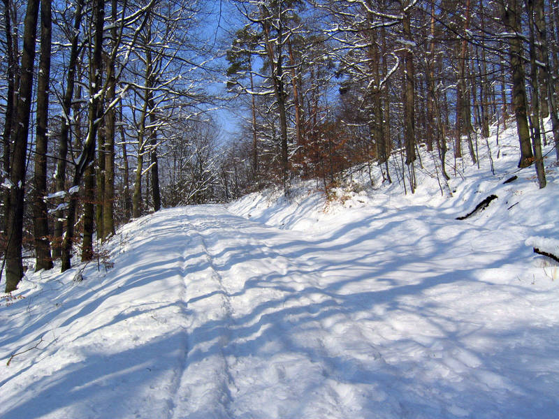 Winterwald