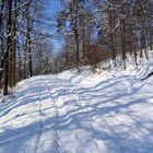 Winterwald