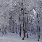 Winterwald