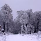 Winterwald