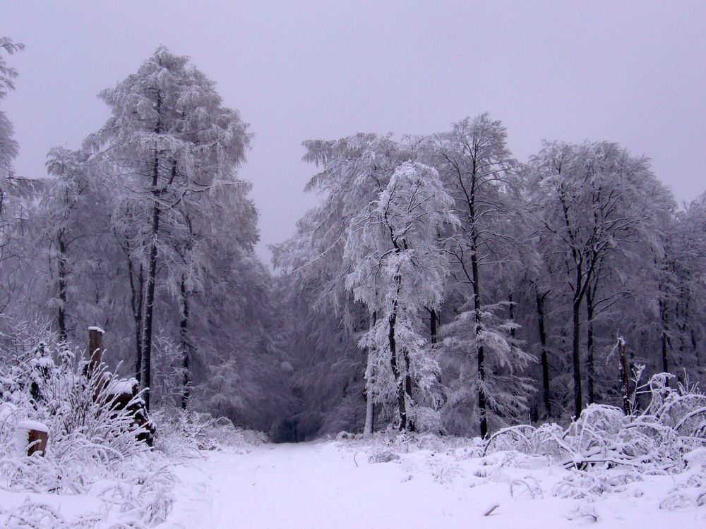 Winterwald