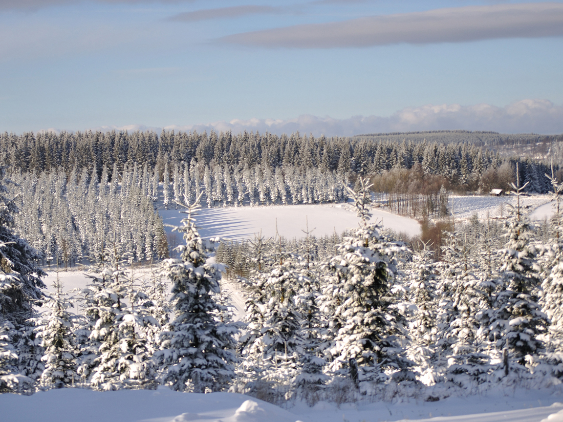 Winterwald