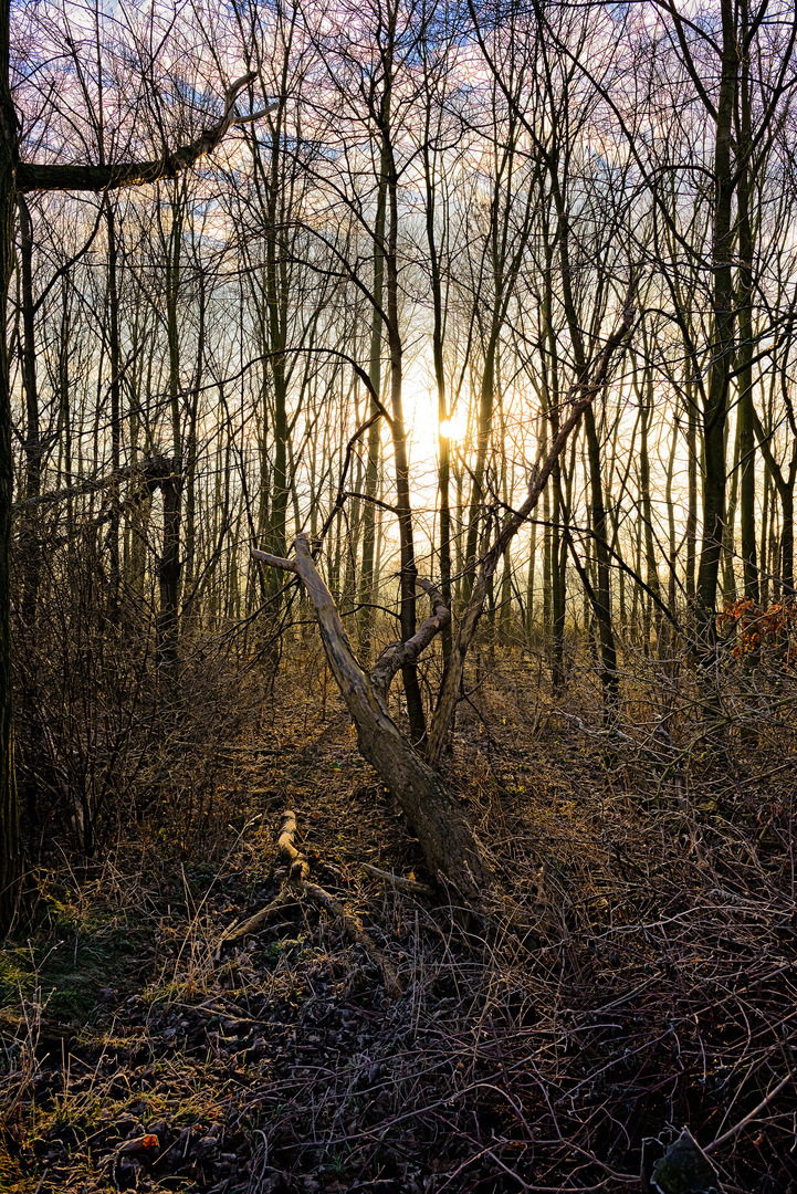 Winterwald