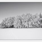 Winterwald