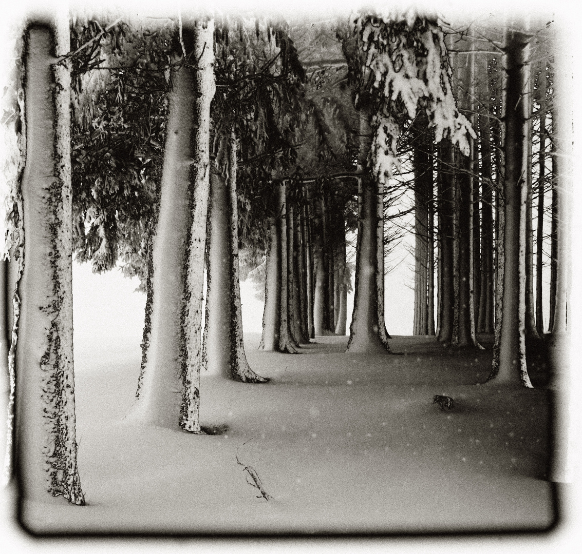 Winterwald