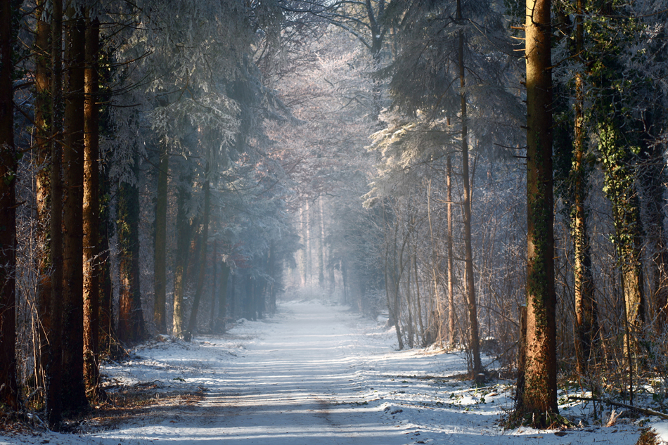 Winterwald