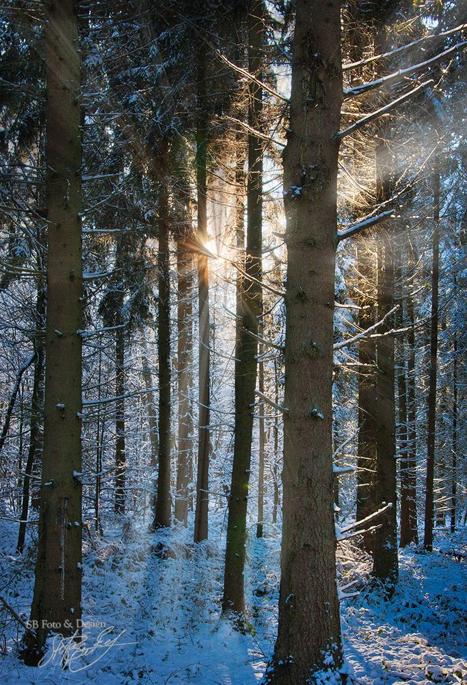 Winterwald