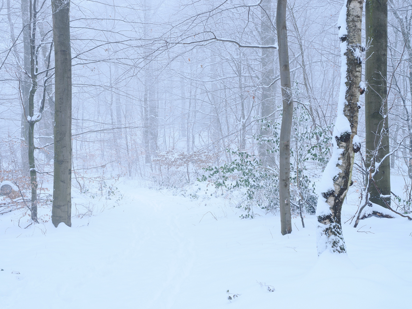 Winterwald